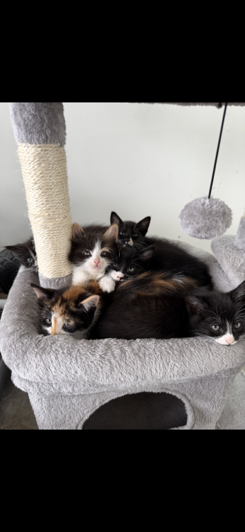 Kittens photo 1