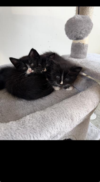 Kittens photo 5