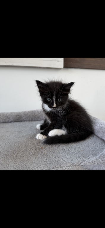 Kittens photo 4