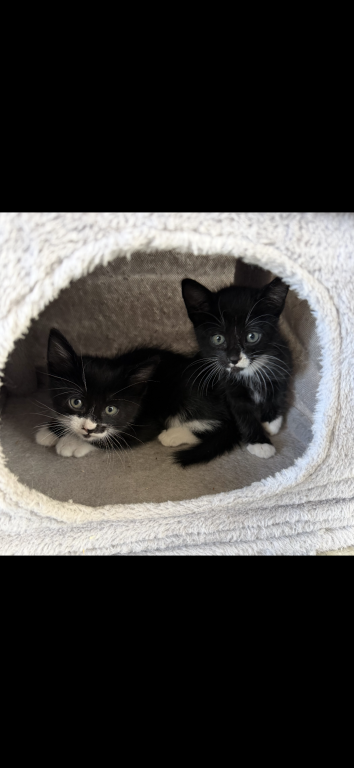 Kittens photo 3