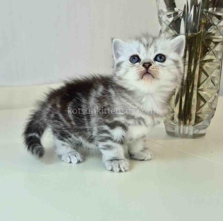 Olga Butterfly Tabby Black Silver Marbled Girl photo 5
