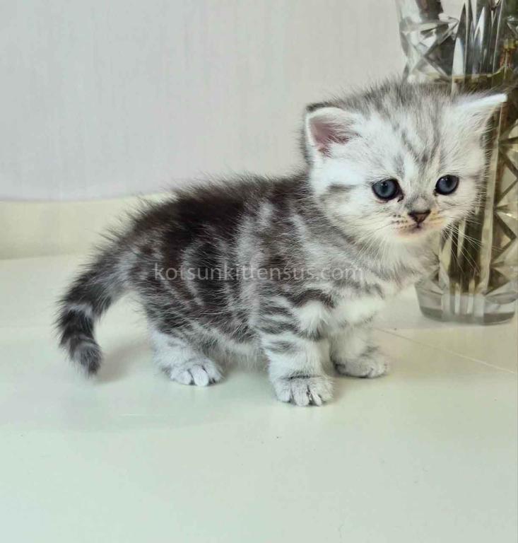 Olga Butterfly Tabby Black Silver Marbled Girl photo 6