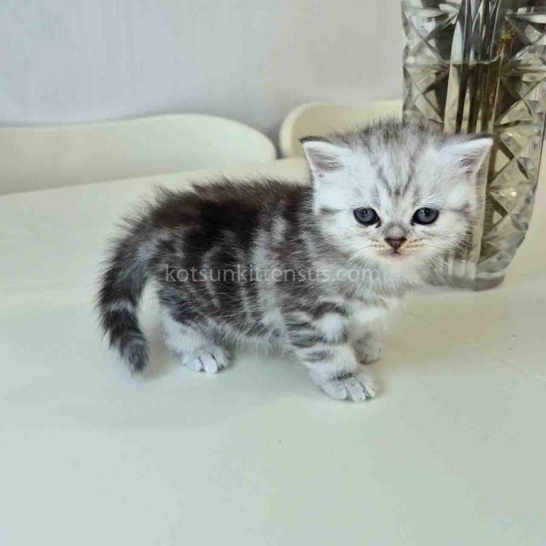 Olga Butterfly Tabby Black Silver Marbled Girl photo 3