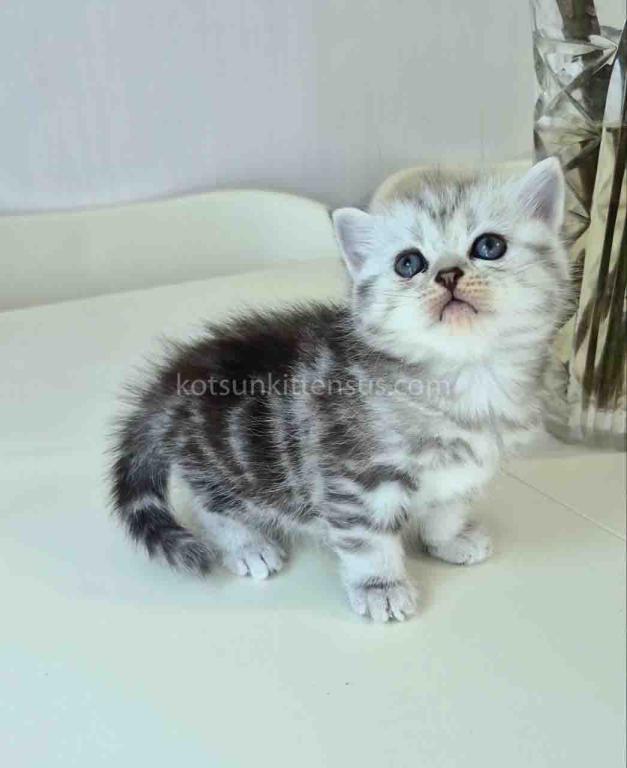 Olga Butterfly Tabby Black Silver Marbled Girl photo 2