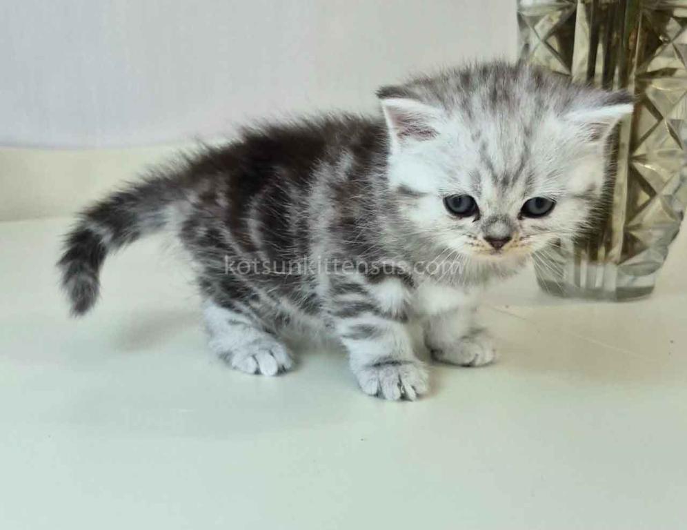 Olga Butterfly Tabby Black Silver Marbled Girl photo 1