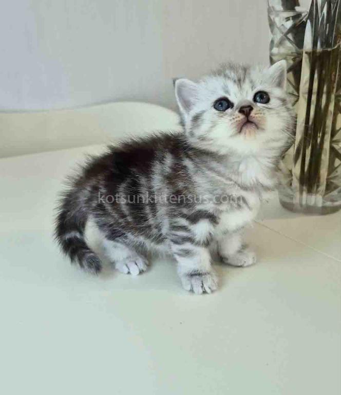 Olga Butterfly Tabby Black Silver Marbled Girl photo 4