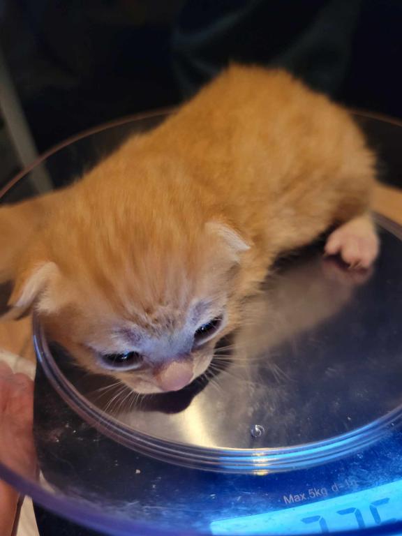 Bengal Kittens Orange In Color photo 6