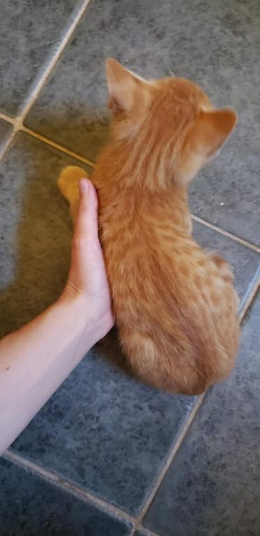 Bengal Kittens Orange In Color photo 4