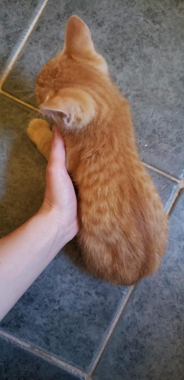 Bengal Kittens Orange In Color photo 3