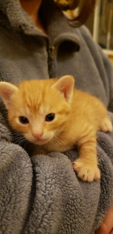 Bengal Kittens Orange In Color photo 1