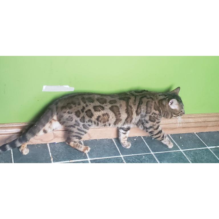 Bengal Kittens Orange In Color photo 7