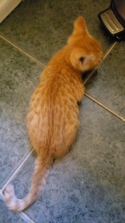 Bengal Kittens Orange In Color photo 2