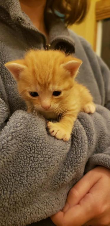 Bengal Kittens Orange In Color photo 5