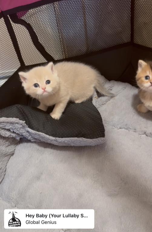 British Litter July photo 2