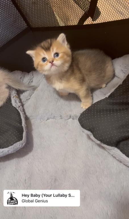 British Litter July photo 4