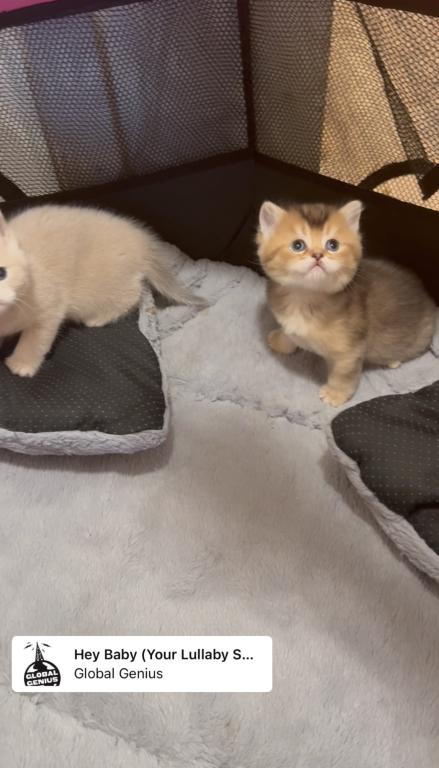 British Litter July photo 3