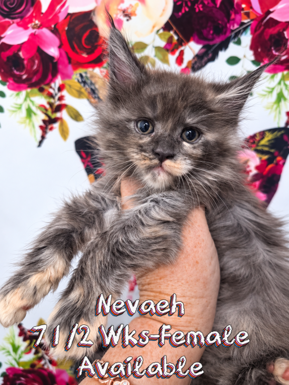 Nevaeh The Heavenly Litter photo 2