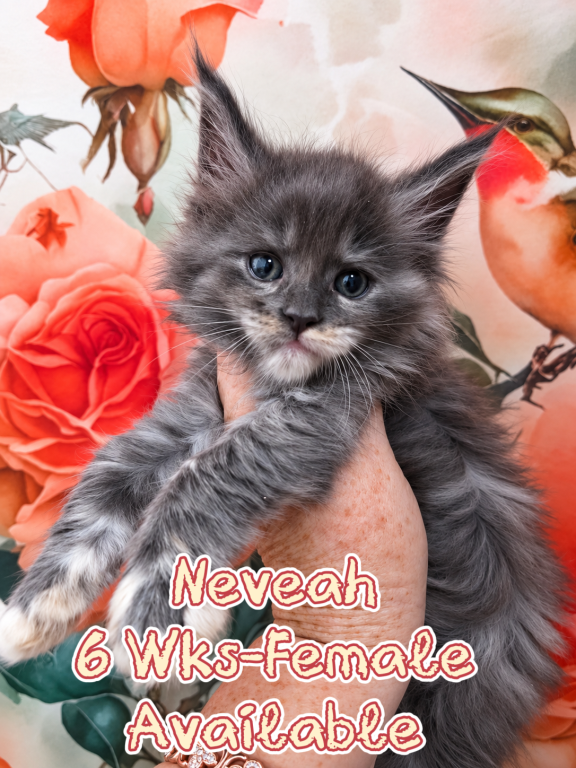 Nevaeh The Heavenly Litter photo 3