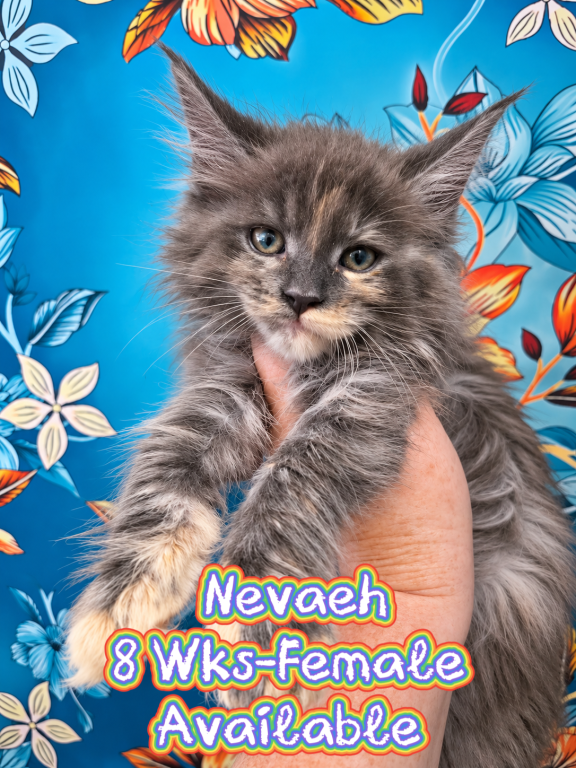 Nevaeh The Heavenly Litter photo 1