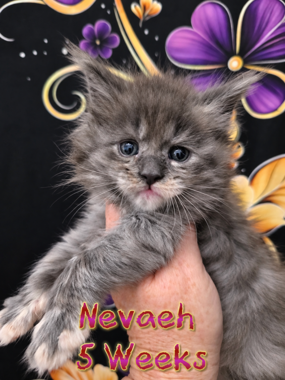 Nevaeh The Heavenly Litter photo 4