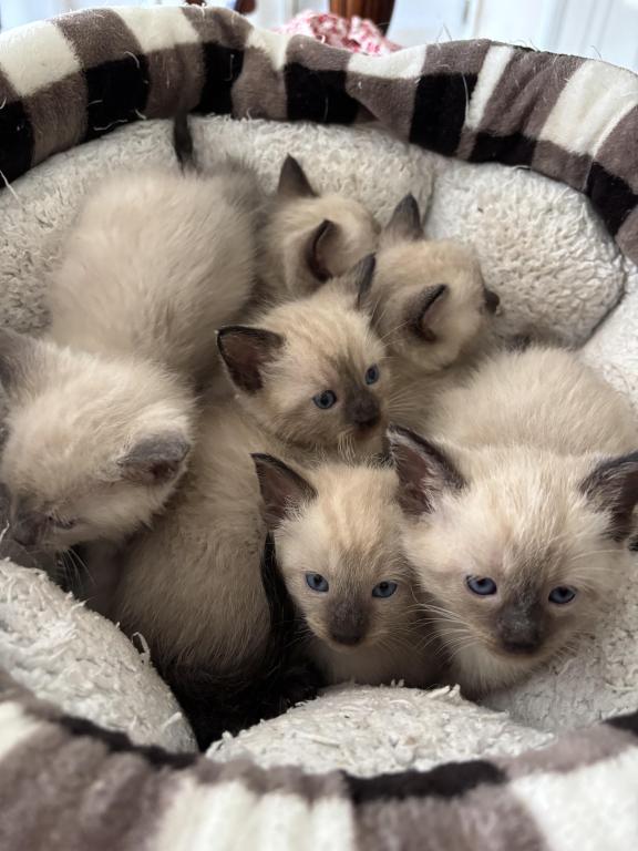 Katarinas Kittens