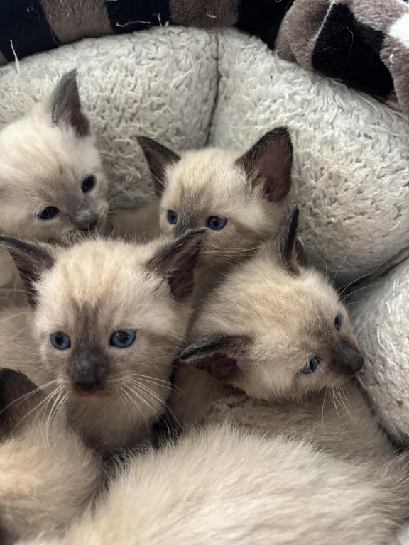 Katarinas Kittens photo 2
