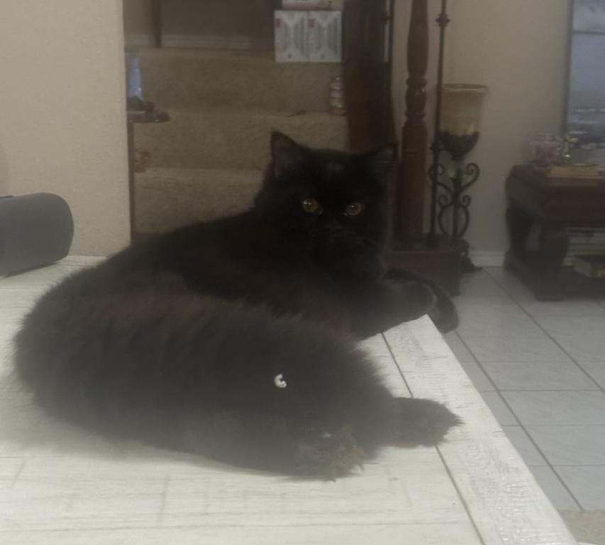 Jasper photo 1