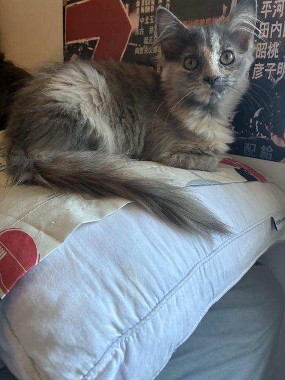 Luna photo 7