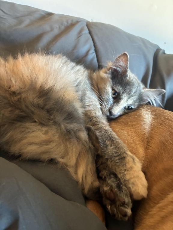 Luna photo 4