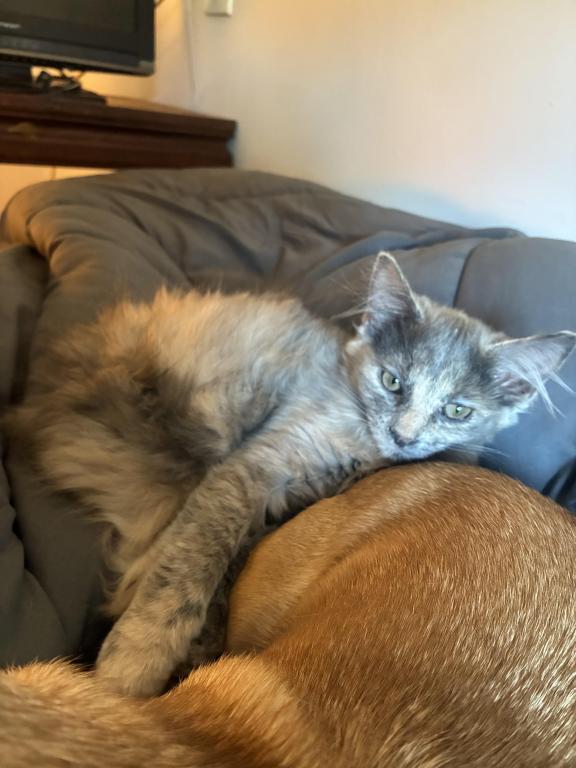Luna photo 2