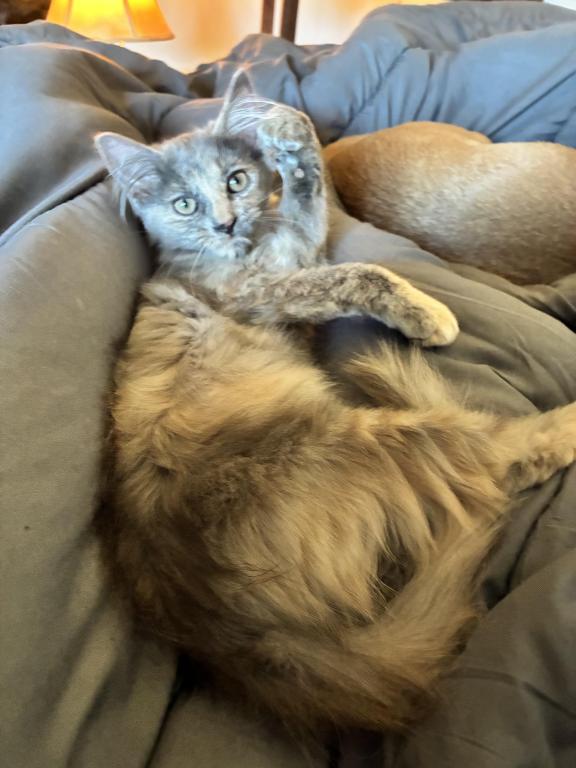 Luna photo 1