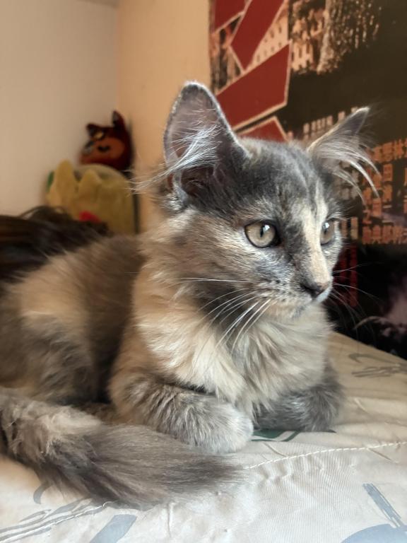 Luna photo 6