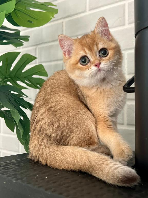 Zeus photo 5