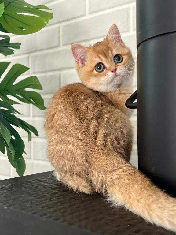 Zeus photo 4