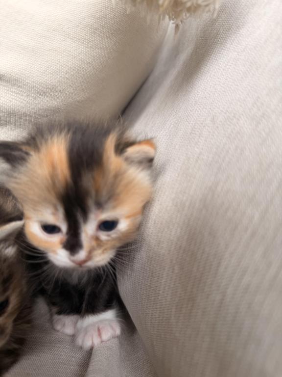 Eevee3 photo 5