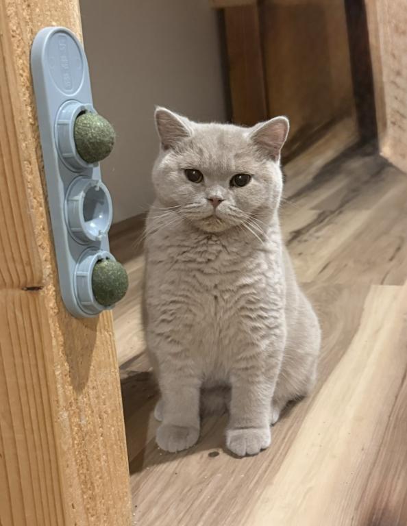 Harley Girl photo 4