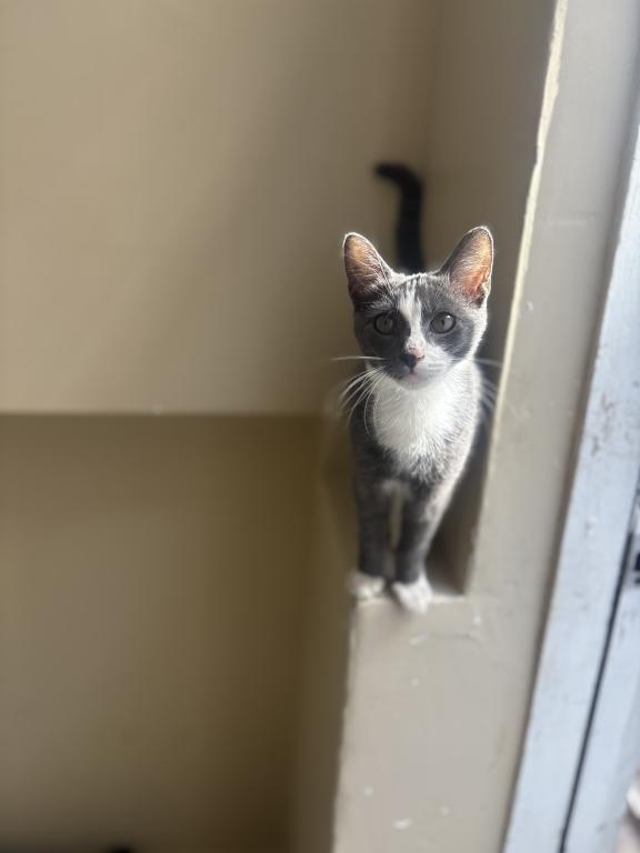 Mixed Kitten photo 1