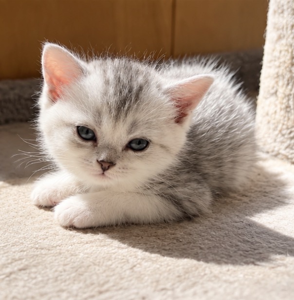 American Bobtail X Scottish photo 2