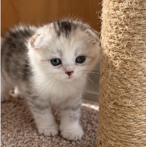 American Bobtail X Scottish photo 3