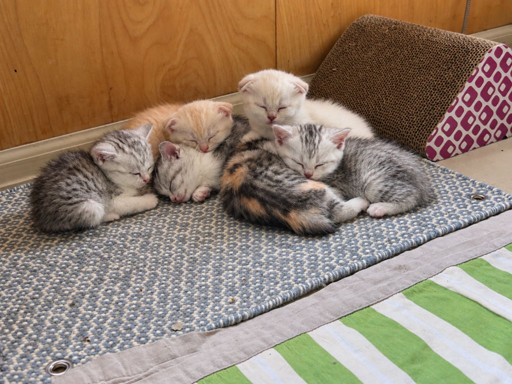 American Bobtail X Scottish photo 4
