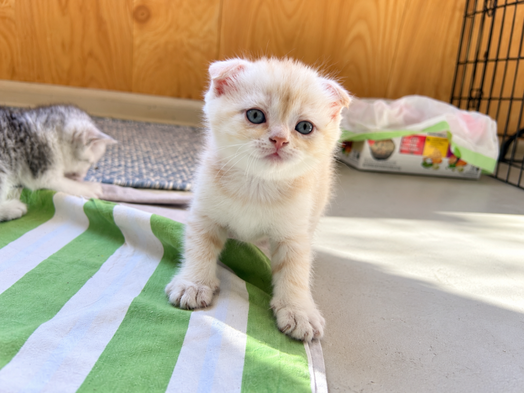 American Bobtail X Scottish