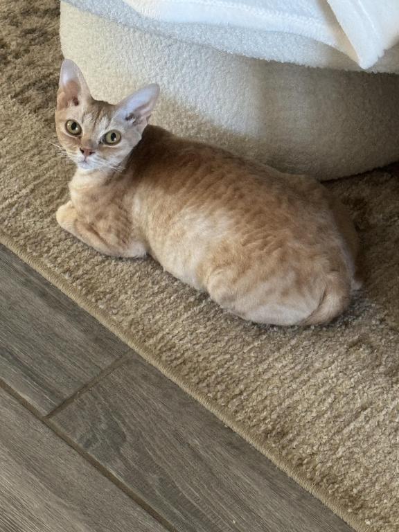 Dynasty Elves Devon Rex photo 4