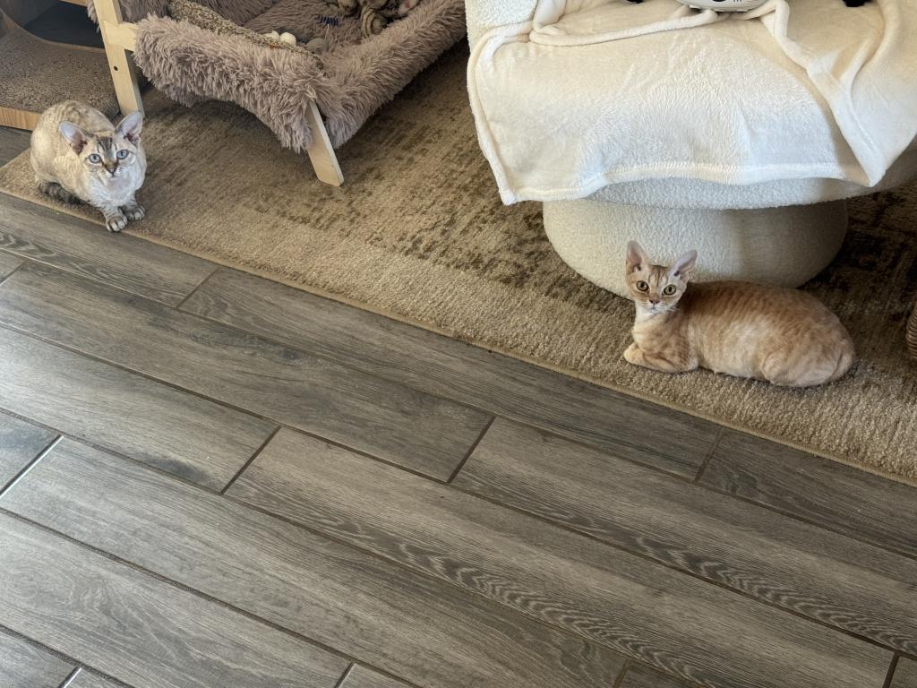 Dynasty Elves Devon Rex photo 2