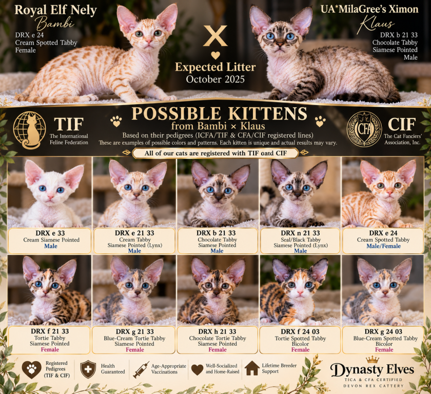 Dynasty Elves Devon Rex photo 5