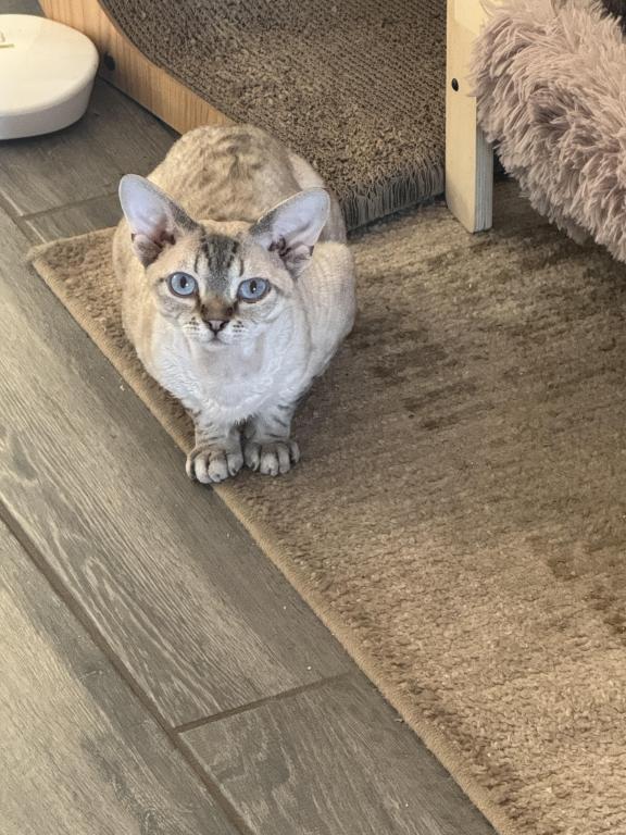 Dynasty Elves Devon Rex photo 3