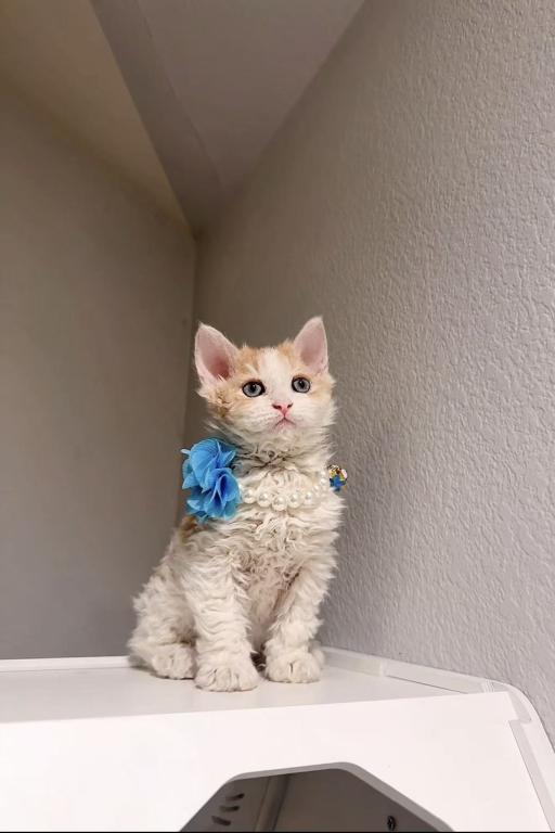 Milo photo 2