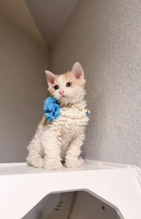 Milo photo 1