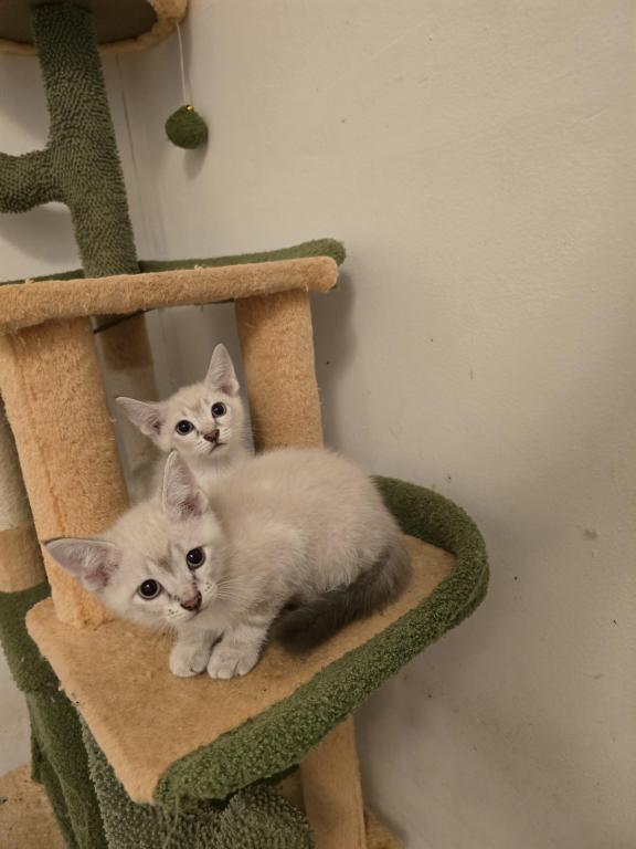 Lynx Point Siamese Kittens photo 2