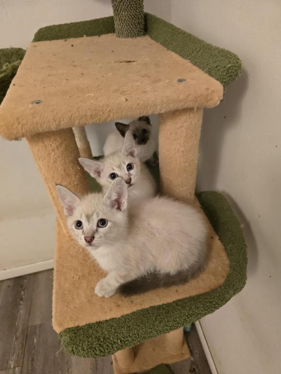 Lynx Point Siamese Kittens photo 3