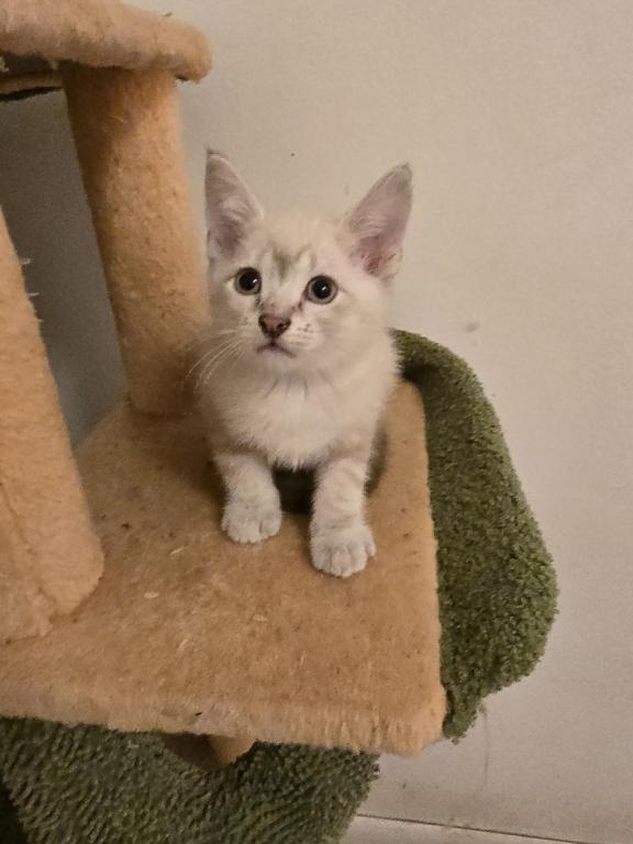 Lynx Point Siamese Kittens photo 1